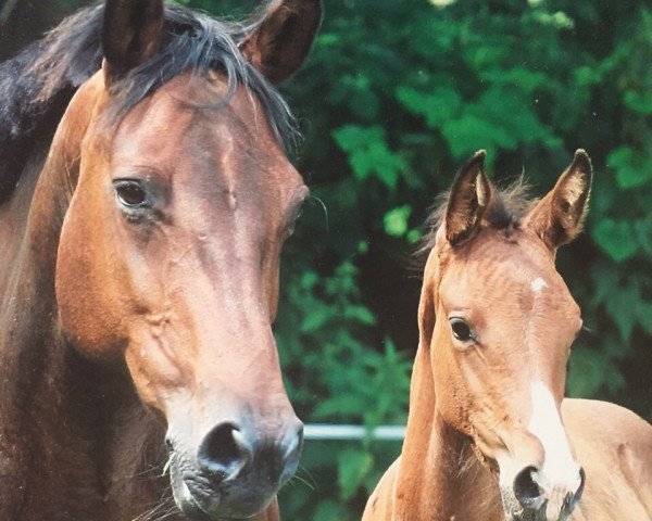 broodmare Lagina I (Holsteiner, 1996, from Carbano)