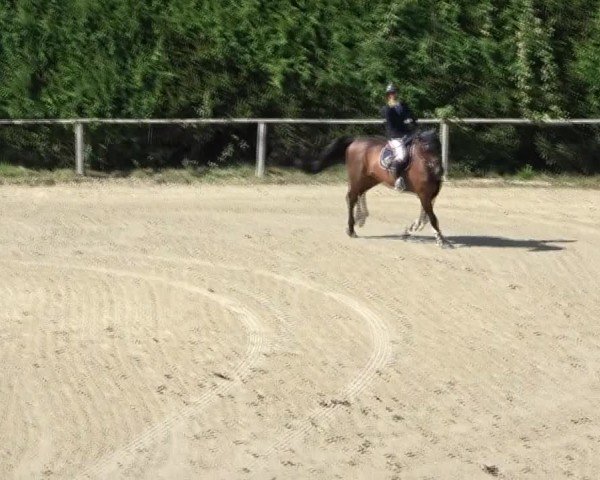 Reitturnier Dienstlhof 2024