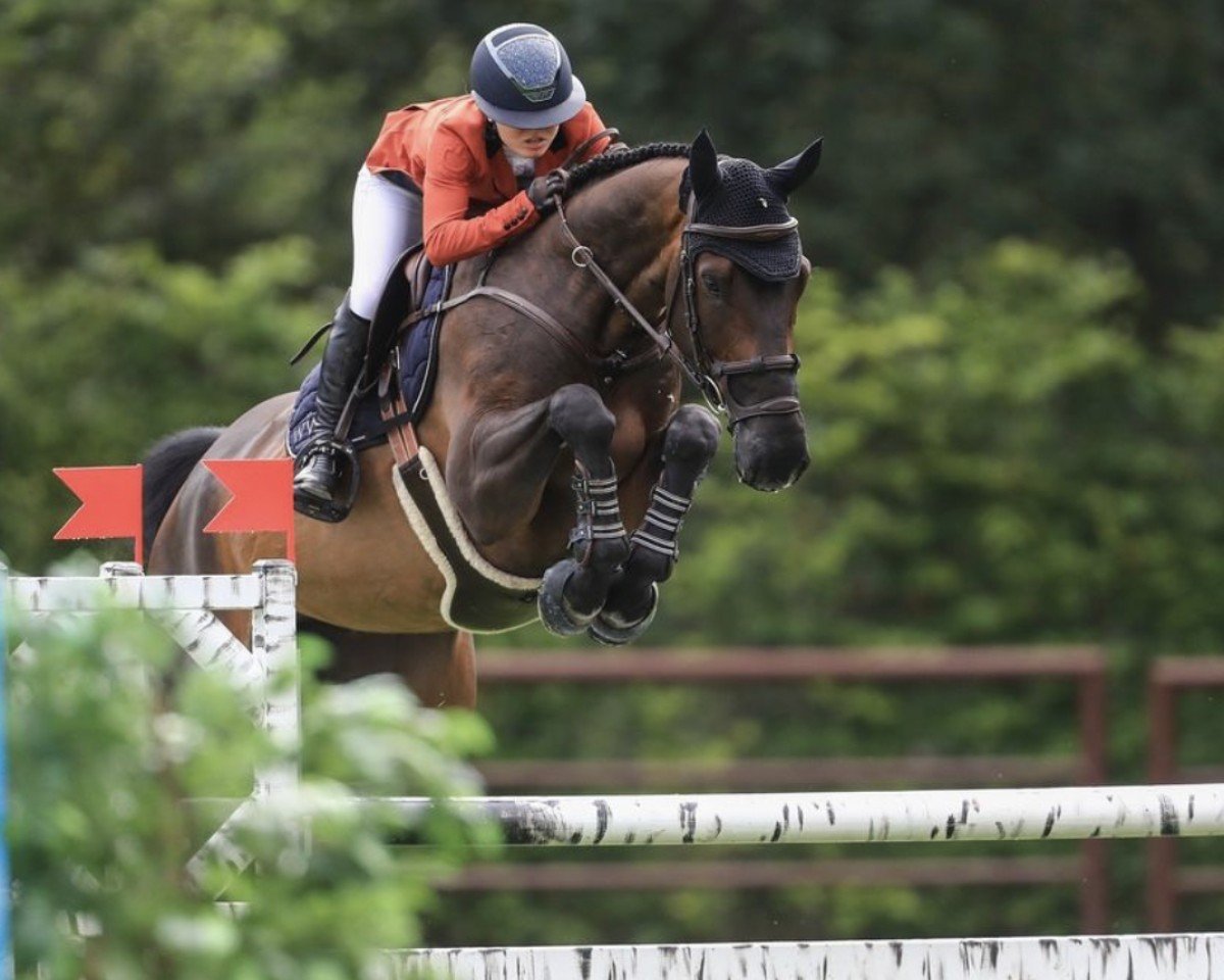 jumper Thomascourt Victor (Irish Sport Horse, 2017, from Verdi)