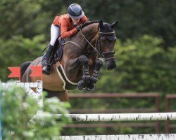 jumper Thomascourt Victor (Irish Sport Horse, 2017, from Verdi)
