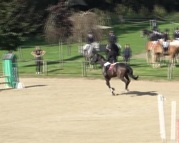 Reitturnier Dienstlhof 2024