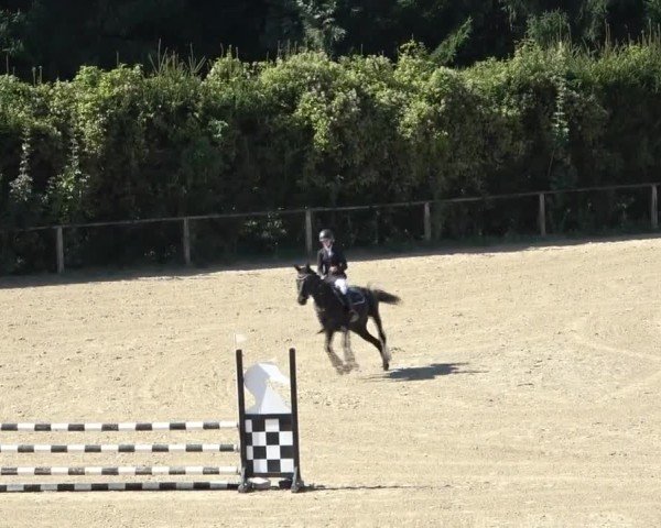 Reitturnier Dienstlhof 2024