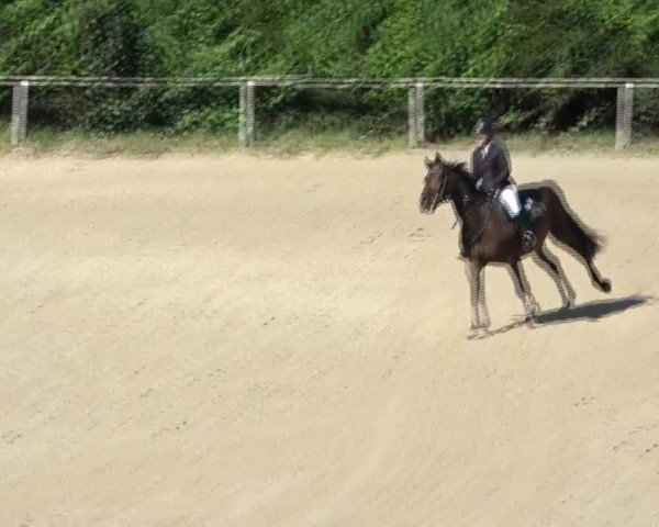 Reitturnier Dienstlhof 2024