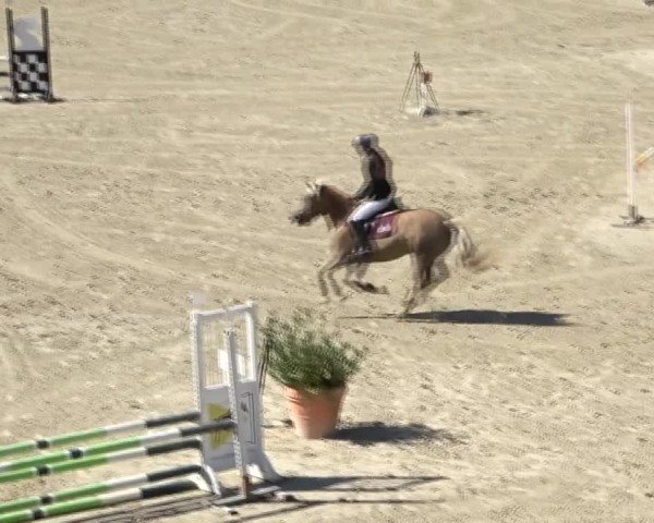 Reitturnier Dienstlhof 2024