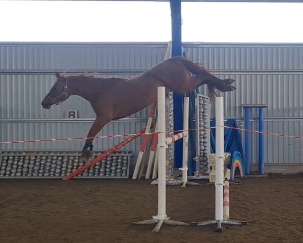 horse Chorley (Swedish Warmblood, 2019, from Contant Q 1203)