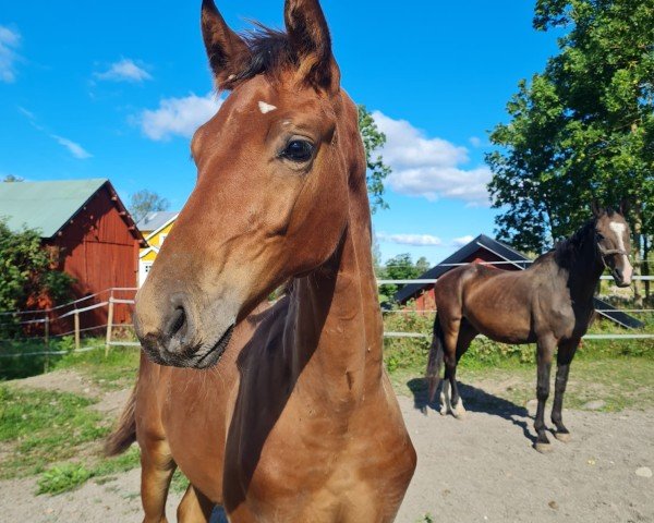Pferd Blackburn (Schwedisches Warmblut, 2021, von Bravour)