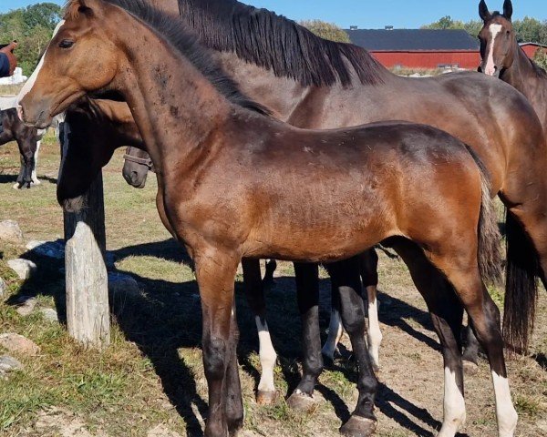 horse Nambucca (Swedish Warmblood, 2024, from Next Dorado BTB)