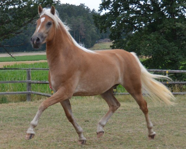 horse Malina SCH (5,18% ox) (Edelbluthaflinger, 2017, from Armani Ass (4,004% ox))
