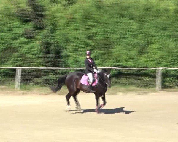 Reitturnier Dienstlhof 2024