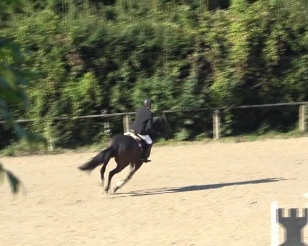 Reitturnier Dienstlhof 2024