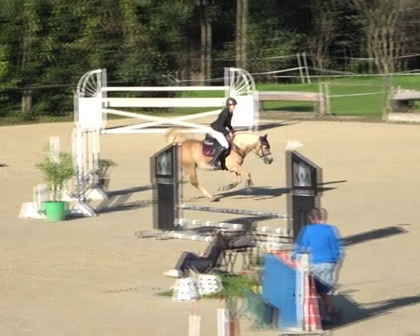 Reitturnier Dienstlhof 2024
