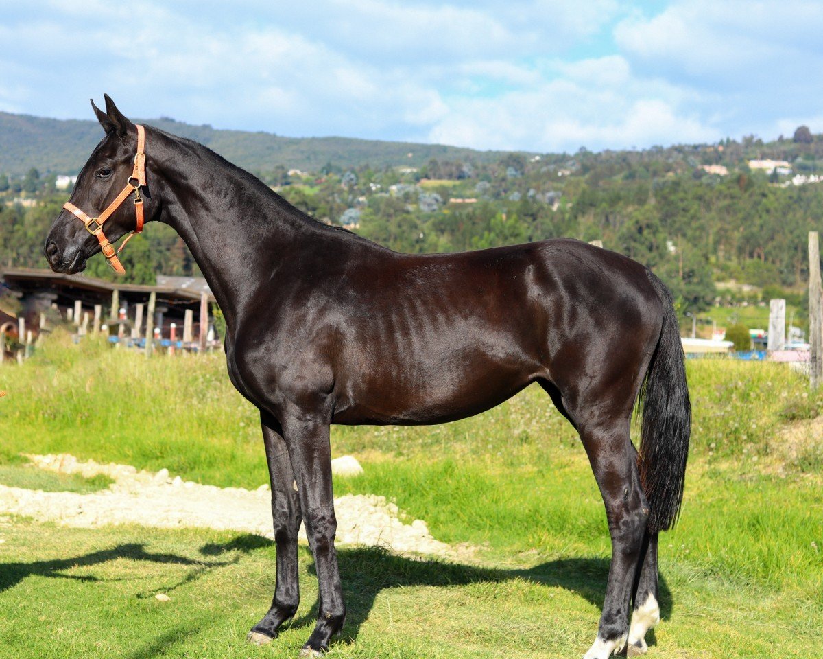 horse Dark Fantasy (Oldenburg, 2022, from Dostojewski)