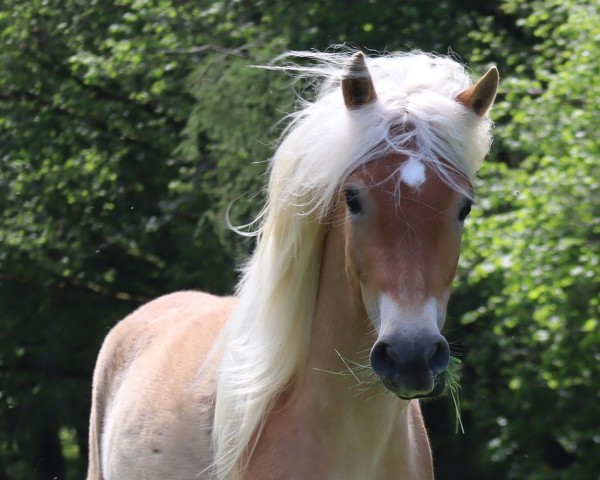 horse Marie-Luise SCH (Edelbluthaflinger, 2022, from Starino (9,19% ox))