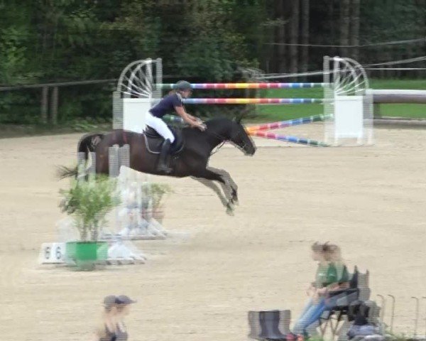 Reitturnier Dienstlhof 2024