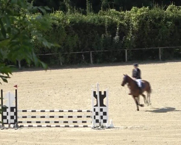 Reitturnier Dienstlhof 2024