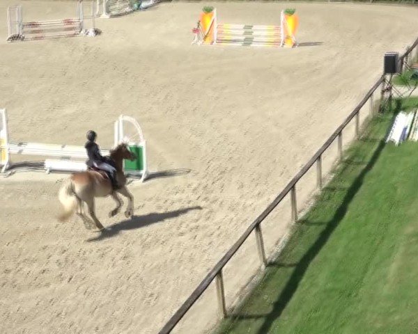 Reitturnier Dienstlhof 2024