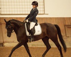dressage horse Great Felicia (Oldenburg, 2018, from Finest)