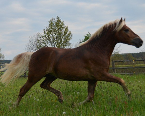 horse Azzanto SCH (7,76% ox) (Edelbluthaflinger, 2017, from Armani Ass (4,004% ox))