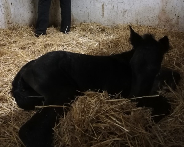 horse Fritz SCH (German Sport Horse, 2018, from Finest)