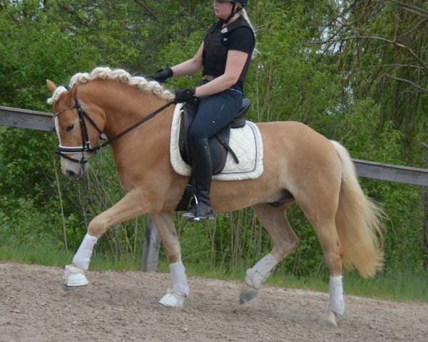 Pferd Sapra Lott SCH (Edelbluthaflinger, 2017, von Salvator SCH (5,27% ox))