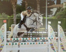 jumper Beauty T I (German Sport Horse, 2019, from Balvenie M & M)