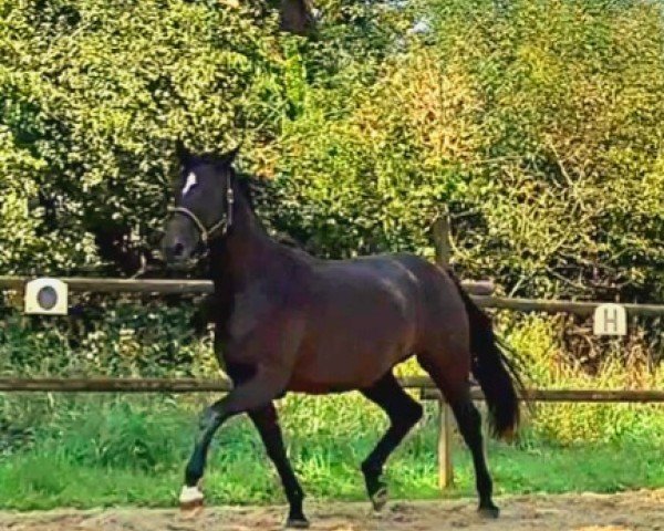 broodmare De Niro Gold (Westphalian, 2022, from De Niro Gold 3)