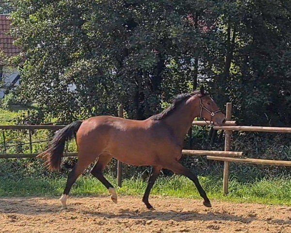 broodmare Ingeborg M (Westphalian, 2022, from Isterberg V.)
