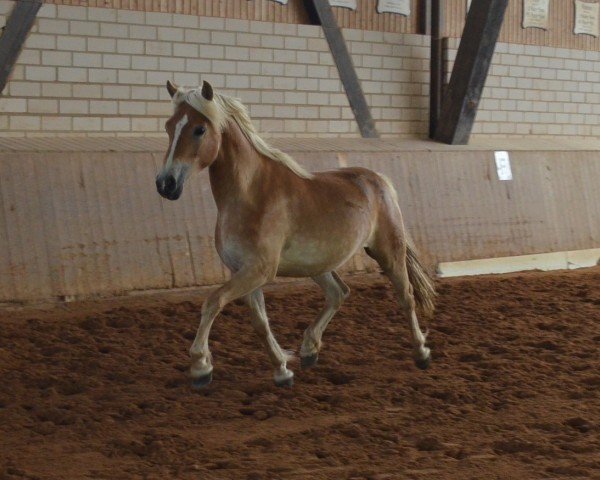 Dressurpferd Mon Chéri SCH (Edelbluthaflinger, 2012, von Barrichello (2,44% ox))