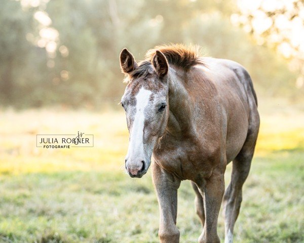 horse Ziroccana (Oldenburg show jumper, 2024, from Ziroccocorte OLD)