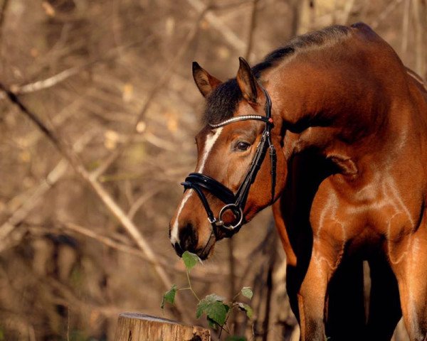 Zuchtstute Catch a Smile SB (Westfale, 2012, von Captain Cooper)