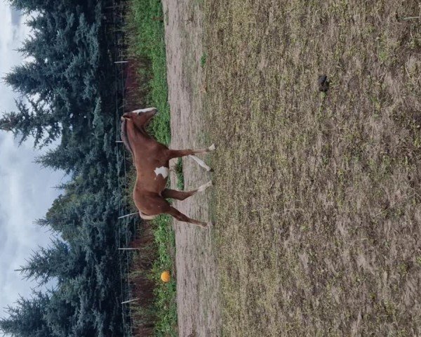 Video von Stute von Blue Diamond / Cezaro