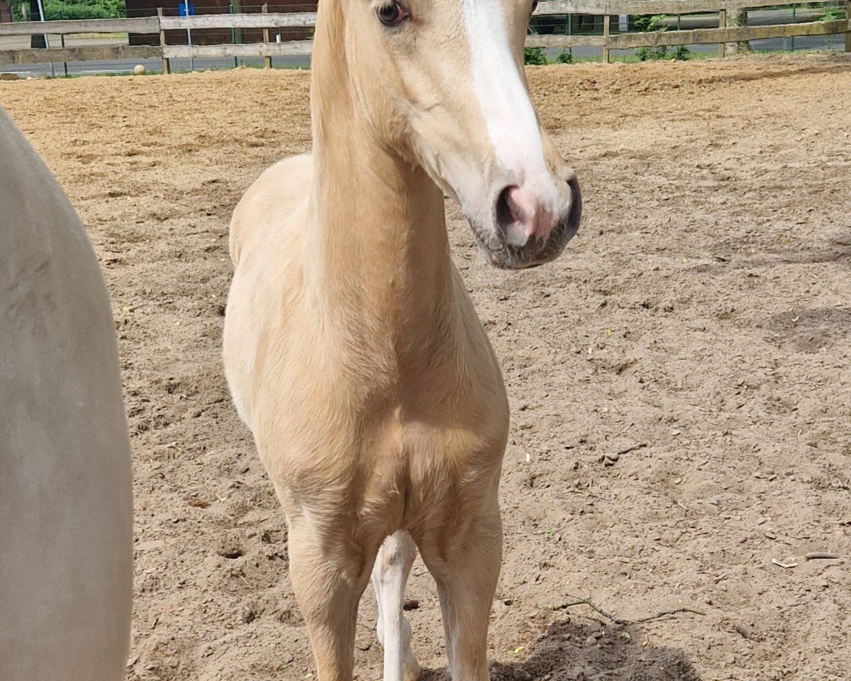 Pferd Drachenherz (Deutsches Reitpony, 2024, von Dallmayr K)
