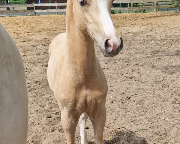 horse Drachenherz (German Riding Pony, 2024, from Dallmayr K)