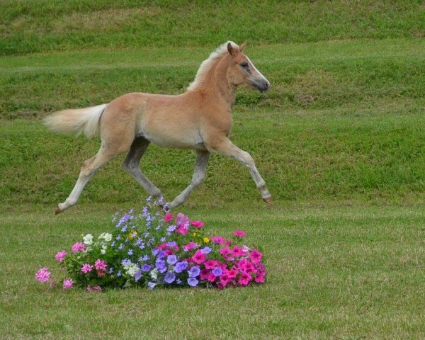 horse Mirabella SCH (Edelbluthaflinger, 2013, from No Limit (4,69% ox))