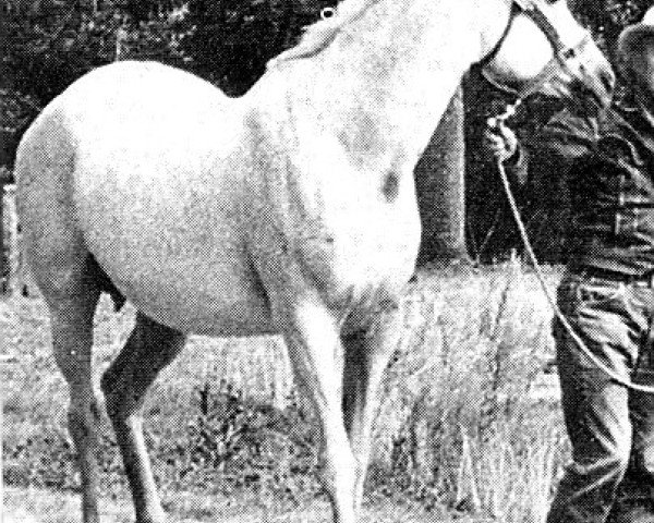 broodmare Monaeih ox (Arabian purebred, 1949, from Rossdin ox)