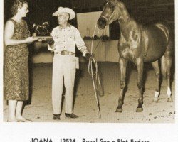 broodmare Joana ox (Arabian purebred, 1958, from Royal Son ox)