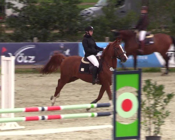Reitturnier Westergellersen 2024