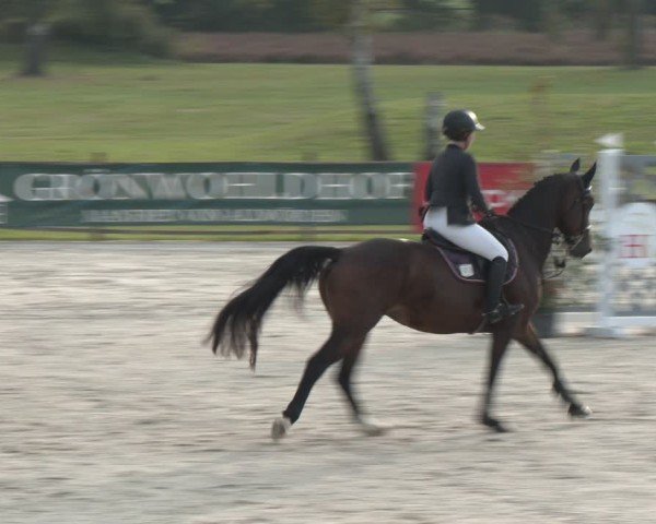 Reitturnier Westergellersen 2024