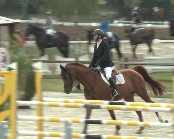 Reitturnier Westergellersen 2024