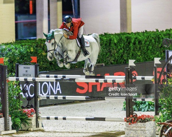 broodmare Lady van de Haarterhoeve (Belgian Warmblood, 2011, from Casall Ask)