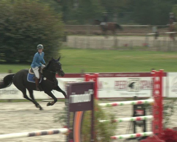Reitturnier Westergellersen 2024