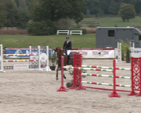 Reitturnier Westergellersen 2024