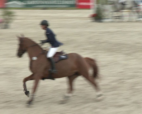Reitturnier Westergellersen 2024