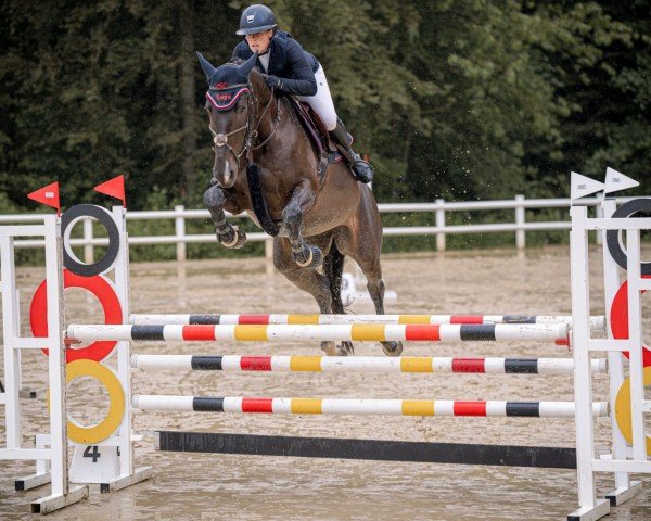 jumper Lisbeth K (German Sport Horse, 2018, from Lexicon)