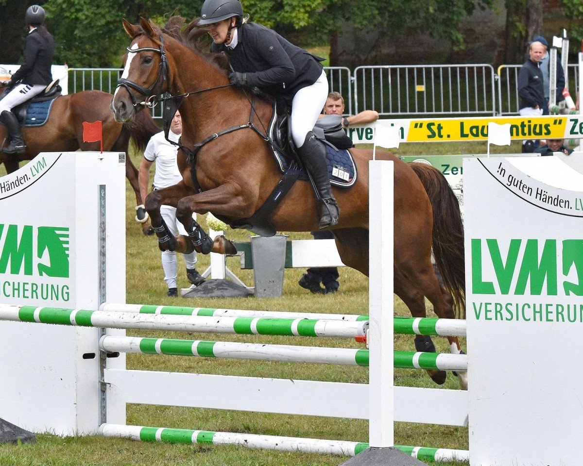 jumper In Time 15 (German Sport Horse, 2018, from Integral xx)