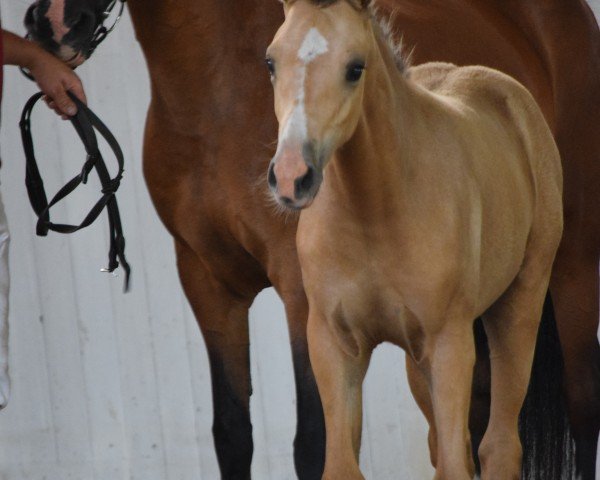 broodmare Chica Bonita (German Riding Pony, 2024, from Charmeur)
