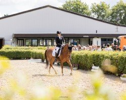 Dressurpferd Jody 24 (Deutsches Reitpony, 2009, von Chantre 31)