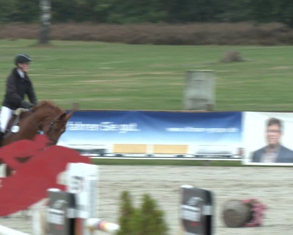 Reitturnier Westergellersen 2024