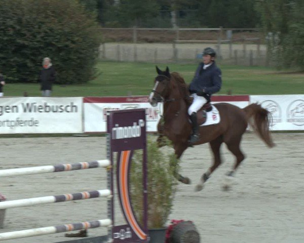 Reitturnier Westergellersen 2024