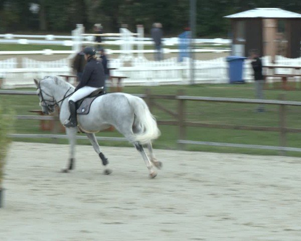 Reitturnier Westergellersen 2024
